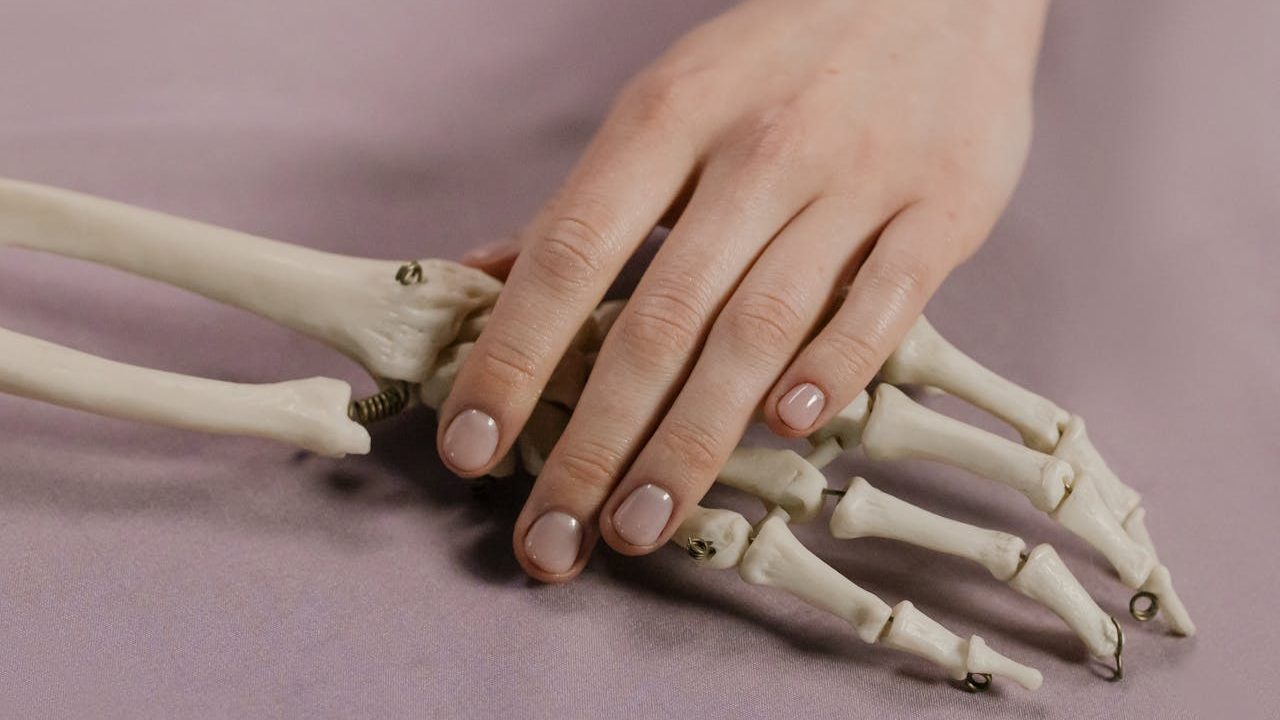 Mano junto a un modelo del esqueleto de la mano