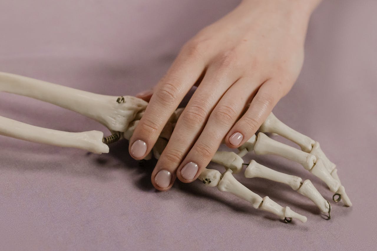 Articulaciones en bisagra o tróclea: ejemplos en rodilla, codo y dedos
