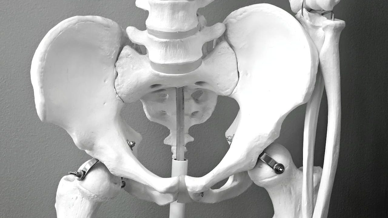 Modelo anatómico de la pelvis y la cadera