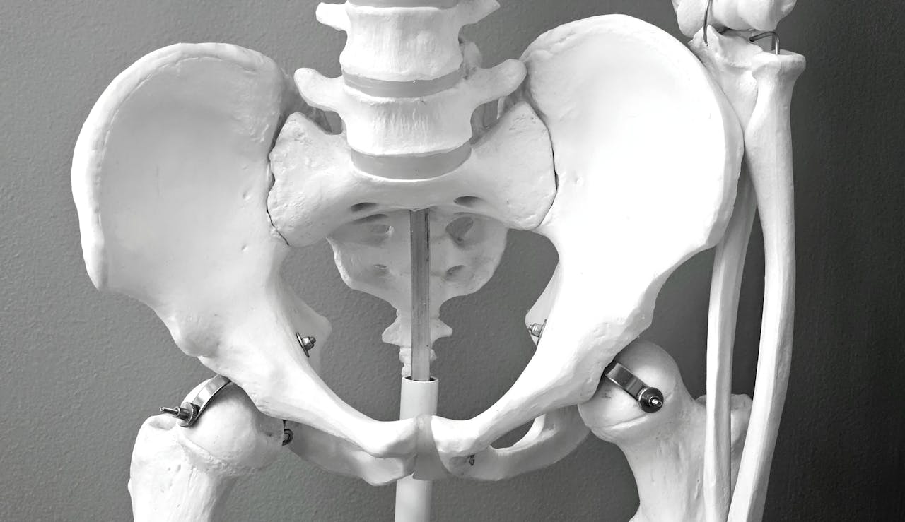Articulaciones coxofemorales y sacroilíacas: todo lo que necesitas saber sobre la cadera y la pelvis
