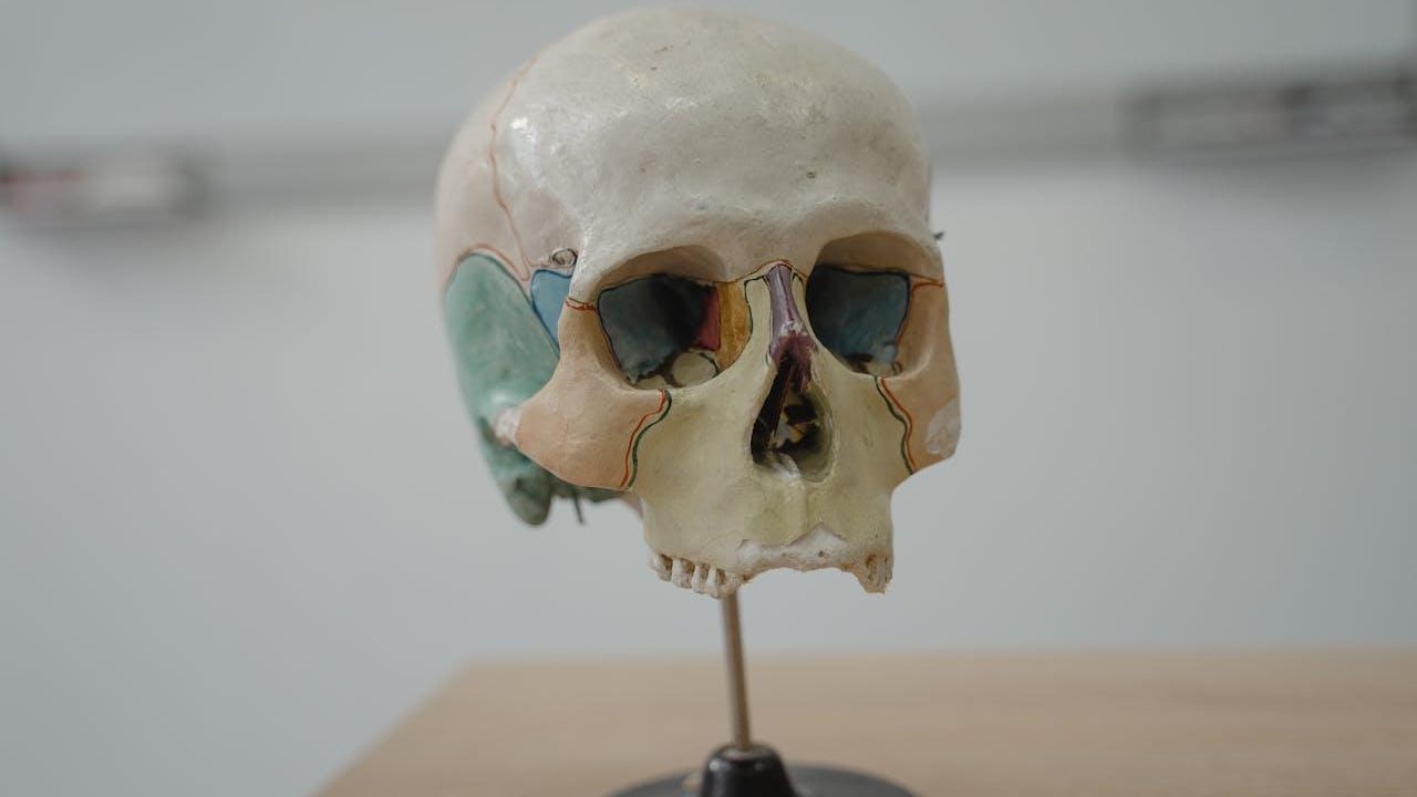 Modelo anatómico de cráneo