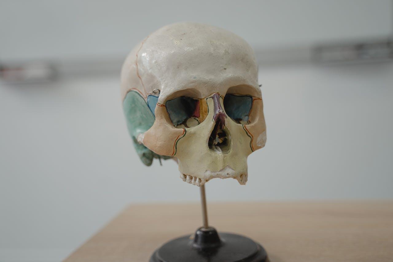 Articulaciones del cráneo y cuello: atlas, axis y conexiones que mueven tu cabeza