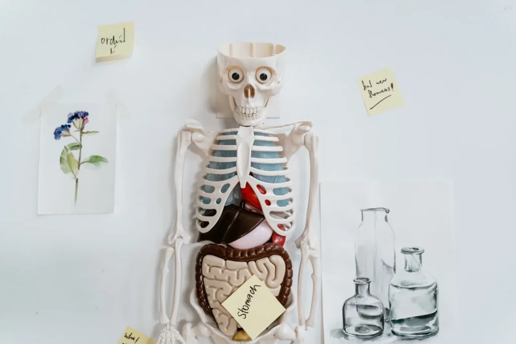 Sistema linfático anatomía: vasos, ganglios y órganos 2 Esquema de vasos y ganglios linfáticos del cuerpo